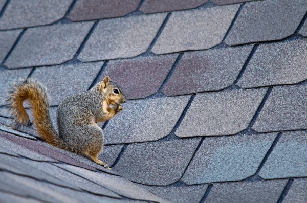 Naperville Wildlife Removal