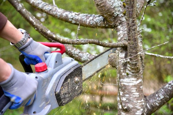 Naperville Tree Trimming