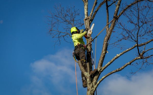 Naperville Tree Removal